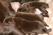 Chiots Labrador Chocolat 🍫