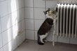 Chats