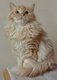 2 chatons Ragdoll femelles rouge disponible