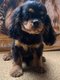 Cavalier King Chiot B&T