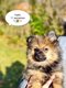 Magnifique niche de spitz nain/petit