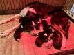 7 chiots Border Collie ns ce 31/10/2023 Bi et...