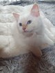 Magnifiques chatons ragdoll