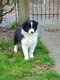 Petit Gus Border collie male noir et blanc