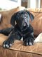 Chiot cane corso avec pedigree Saint Hubert
