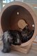Superbe femelle main coon Brown blotchet tabby