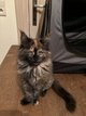 7 magnifiques bbs Maine Coon