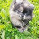 Spitz