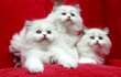 Chatons Ragdoll de parents Champions