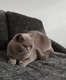 Femelle British shorthair Lilac