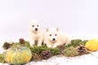 Magnifiques chiots Shiba Inu disponibles  la...