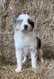 Magnifiques Border Collie