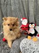 Chiots Spitz