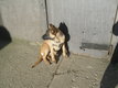 Chiots berger malinois issus de ligne de travail