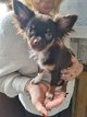 Chiots Chihuahua mini