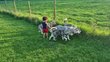 Chiots Husky