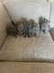 Chatons british shortair & longair