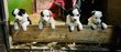 Chiots Border collie