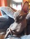 Chatons Sphynx disponible