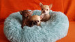 Splendide chiots chihuahua poils court