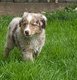 Superbes mini bergers australiens pedigree