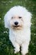 Rocky, beau et joyeux maltipoo...