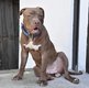 Pitbull type ukc pure race