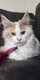 Chatons Maine Coon Hainaut