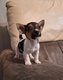 Magnifiques chiots jack russell