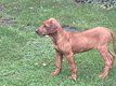 Rhodesian ridgeback