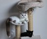 Superbe mle blanc lilac pour repro ou compagnie
