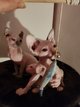 Super manifique  sphynx