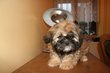 Adorables shih-tzu de 3 mois