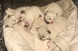 3 ragdolls