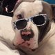 American  bully