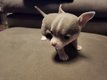 Chiwawa