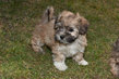 Adorables chiots bichons havanais