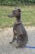 Lvrier Italien Bleu mle pour saillie