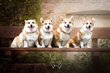 Corgi Pembroke levage DoggyWood