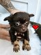 Magnifique chihuahua poil long petite gabarit