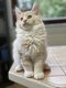 Chaton Maine Coon mle crme et blanc...