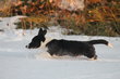 Chiots Welsh Corgi Cardigan pedigree Losh