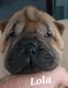 Chiot sharpei