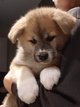 Akita inu