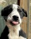 Chiots Border collie pure race- pedigrees St...