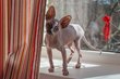 Petite femelle sphynx
