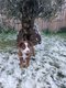Chiots berger americain miniature avec Pedigree