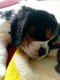 Particulier : bbs cavalier king charles super...