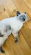 Mle British Shorthair - 1 an et 3 mois