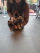 Spitz Nains, Loulou de Pomranie (levage...